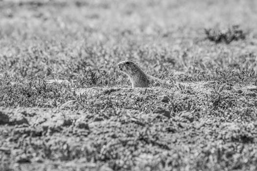 Arizona Stand Your Ground Law: Beyond the Headlines