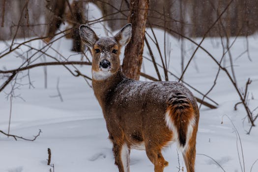 Unraveling the Myth: Does Oregon Recognize Common Law Marriage?