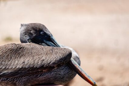 Navigating the Digital Tide: Strategies for Staying Connected Without Feeling Overwhelmed